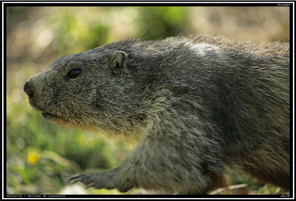 Marmotta # 3
