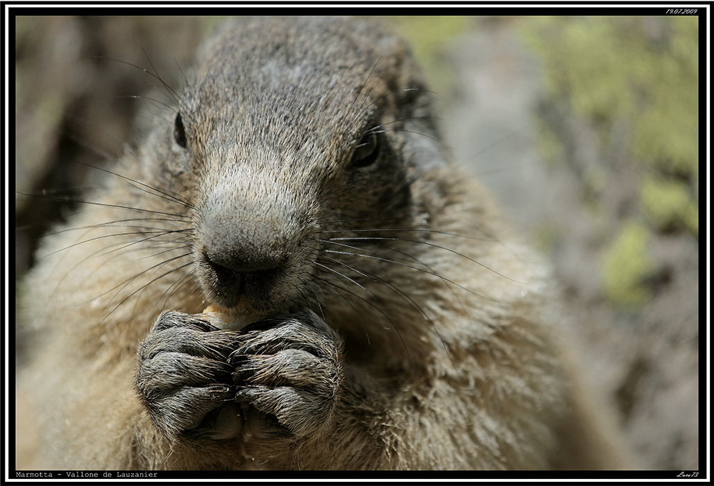 Marmotta # 4