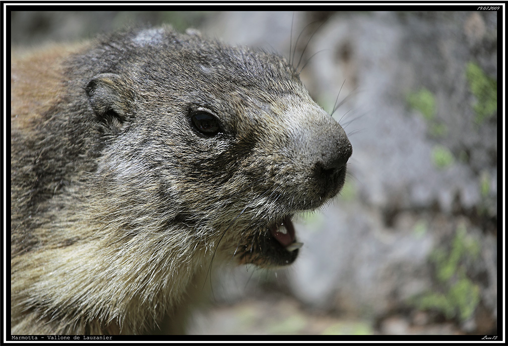 Marmotta # 5