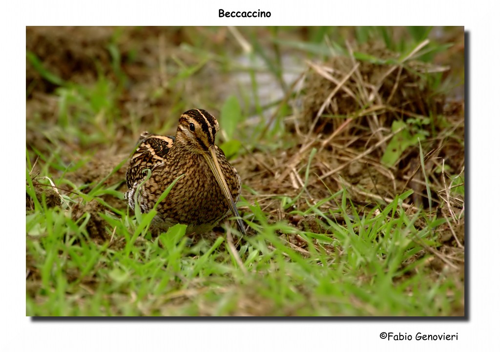 Beccaccino