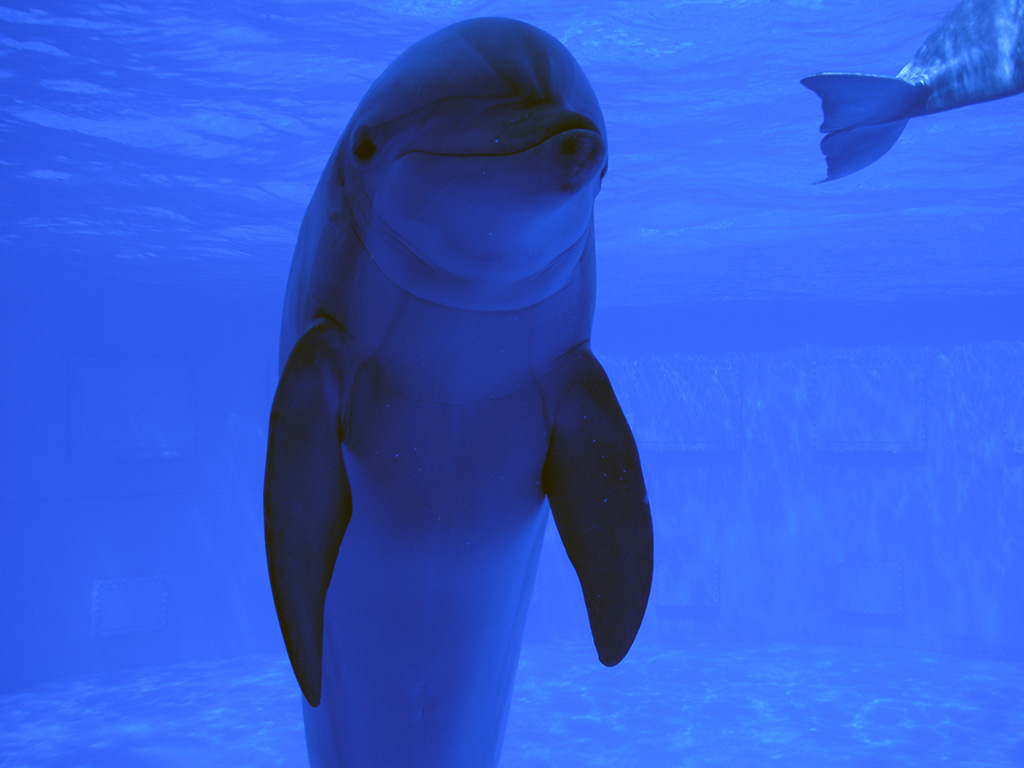 Delfinario Barcellona