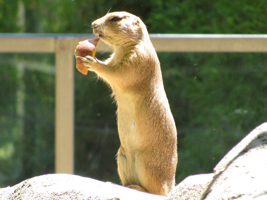 Roditore Zoo Barcellona