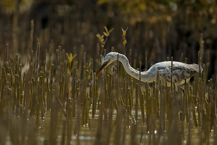Ardeide tra le pneumatofore