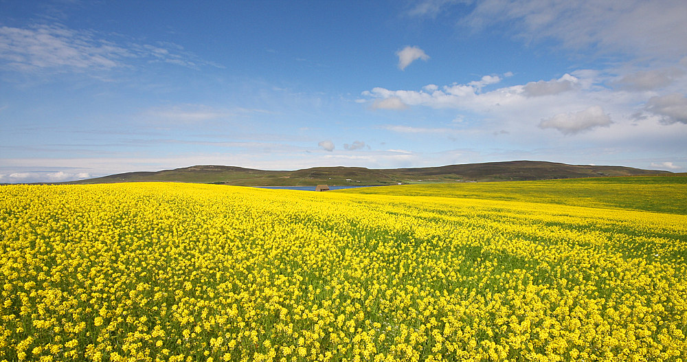 ...IL CAMPO GIALLO...