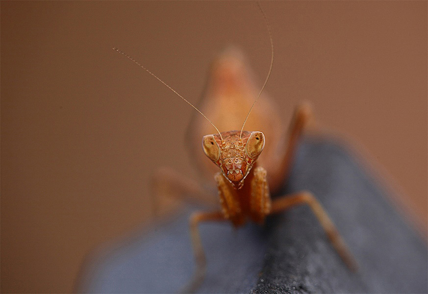 ...Faccia A Faccia...!!!