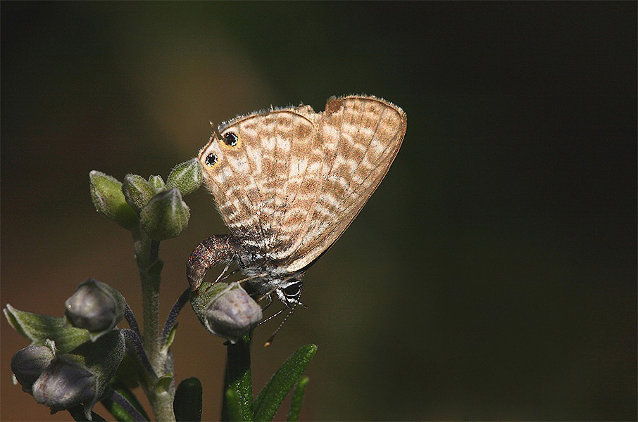 ...Un'Altra Ancora...!!!