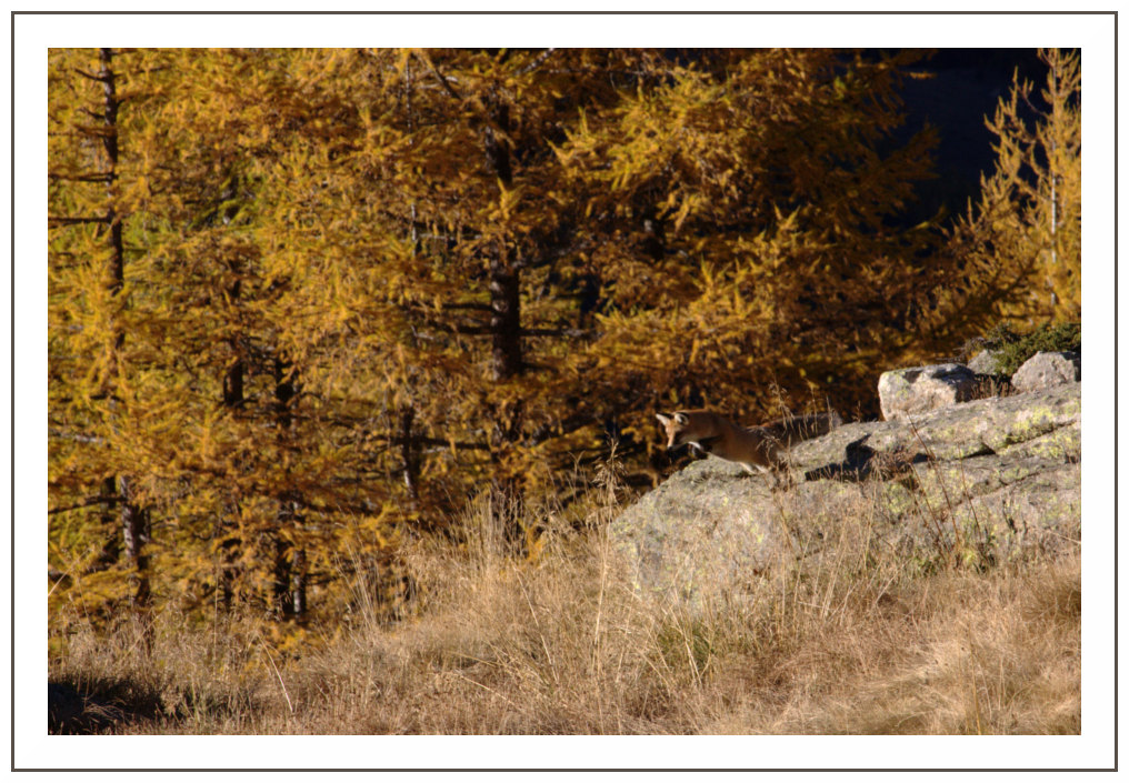 Il balzo della volpe