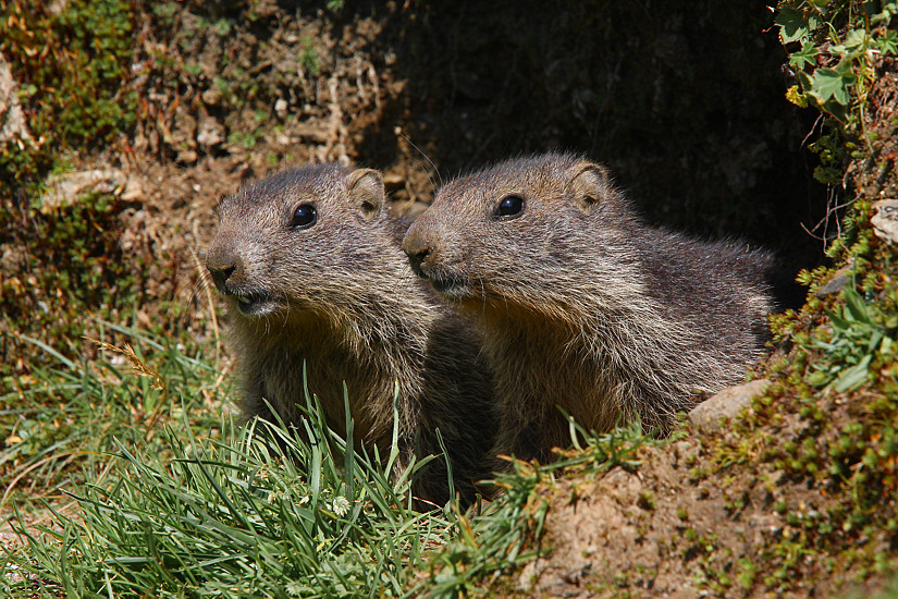 ...MARMOTTE ALLA FINESTRA...