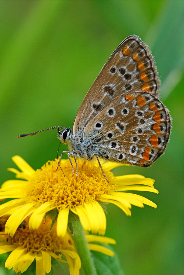 Licenide su fiore giallo