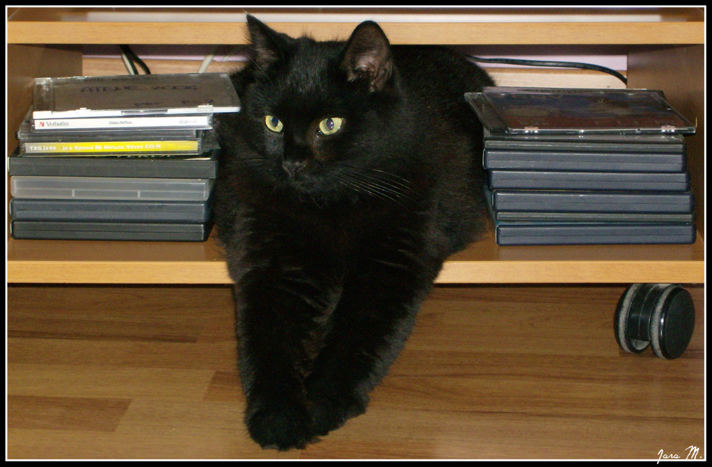 Volevo un gatto nero, nero, nero...