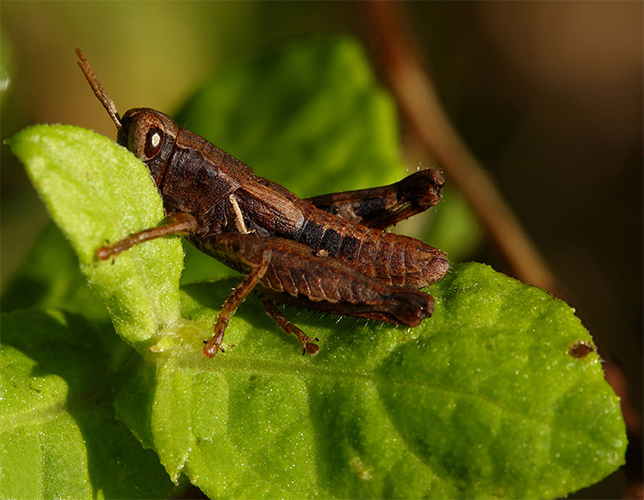 ...Timido E Pudico...!!!