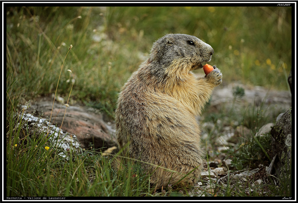 Marmotta # 9