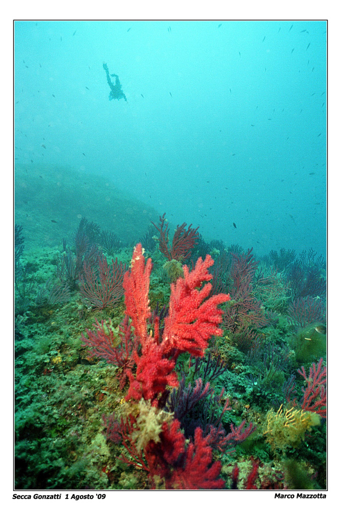 I giardini di Nettuno