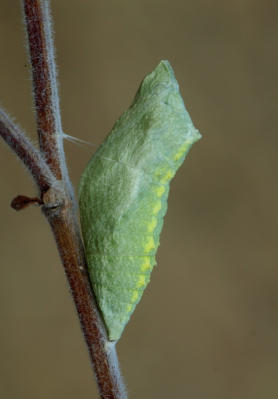 Bozzolo di papilio macaon