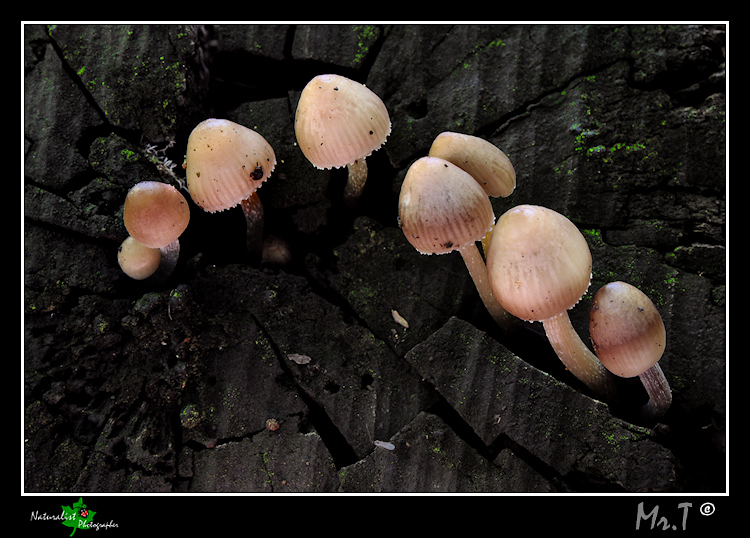 Dalla morte...nasce la vita