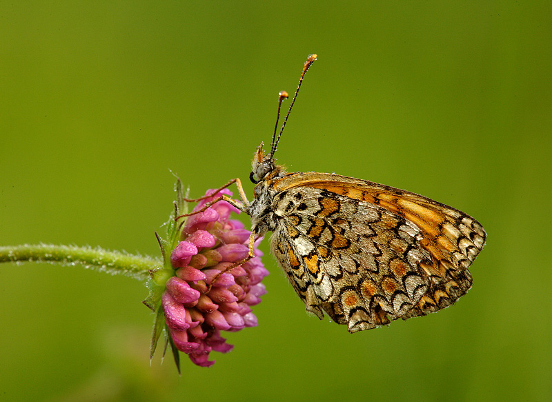 Melitaea athalia