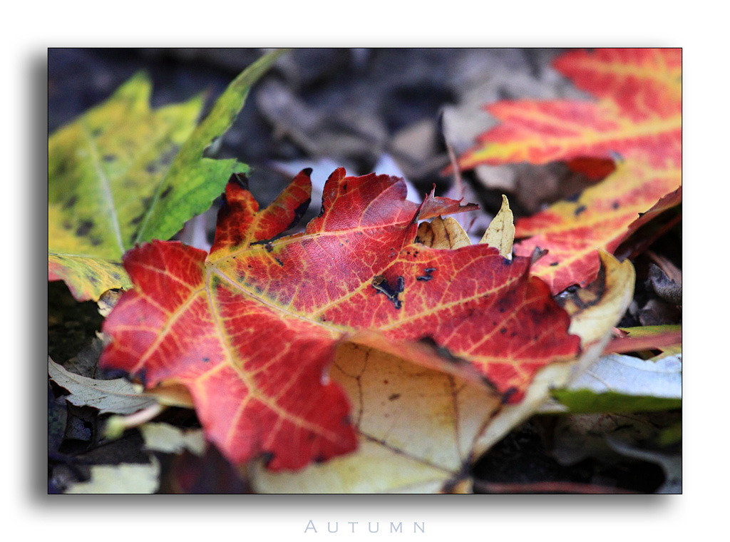 Autumn