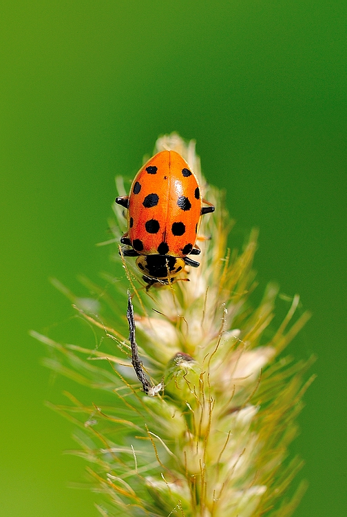coccinella