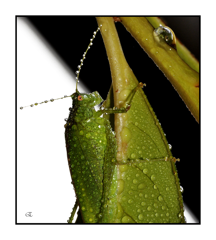 Specchio, specchio delle mie....