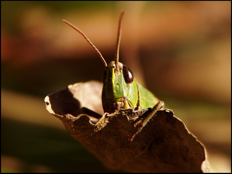 Cavalletta gnam gnam