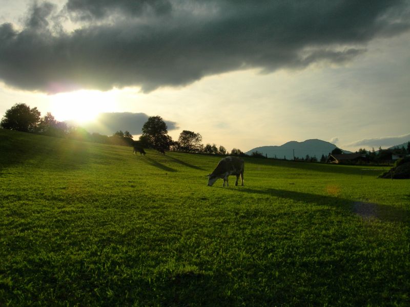 pascolo al tramonto