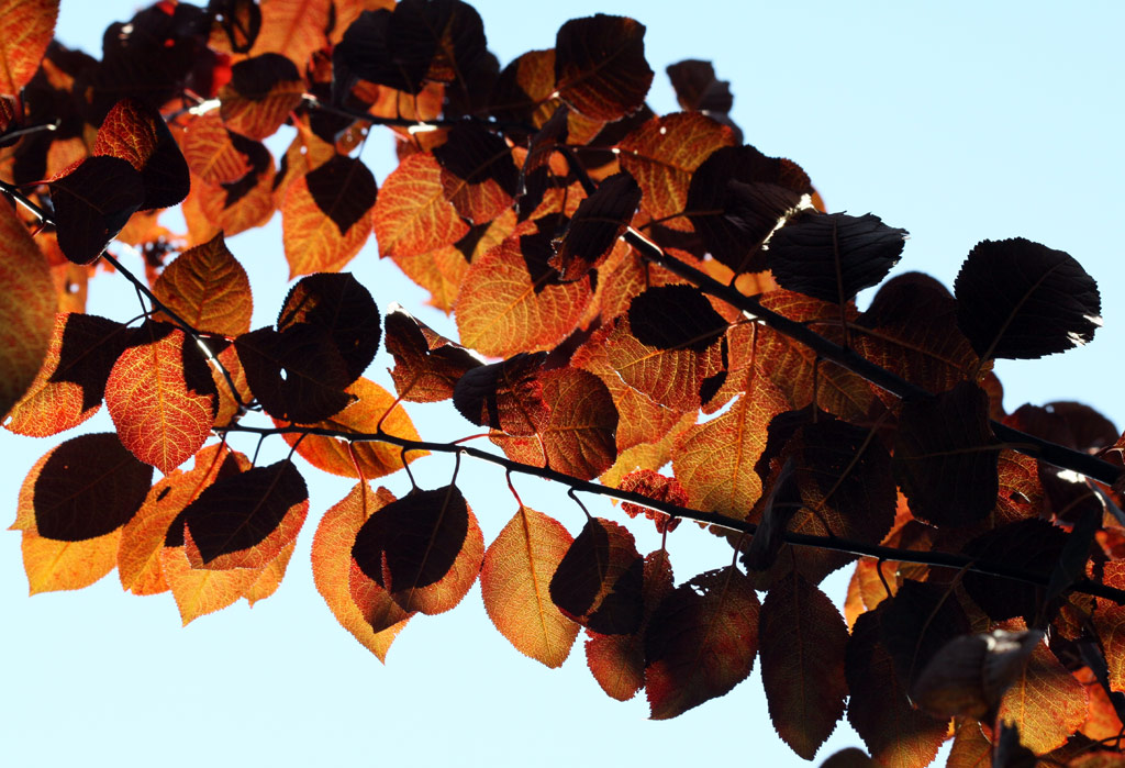 AUTUNNO IN CONTROLUCE