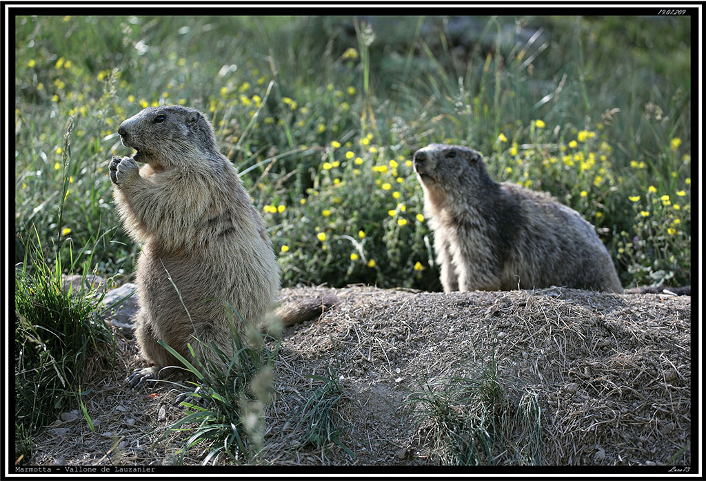 Marmotta # 12