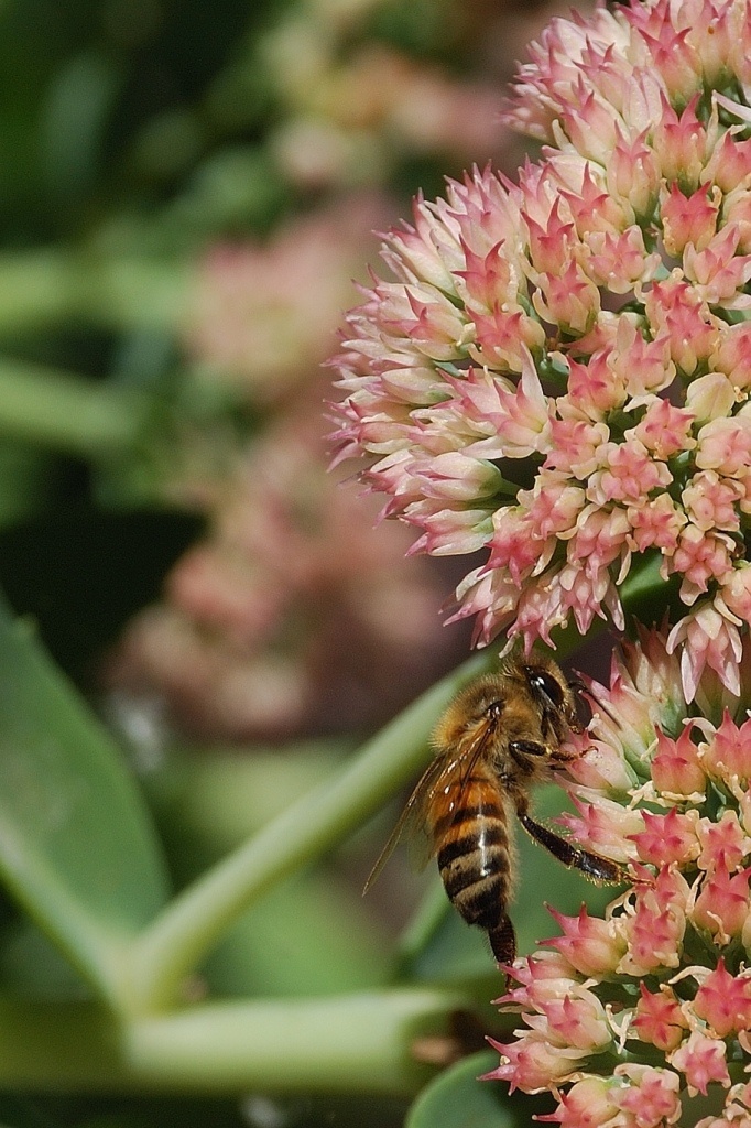 In bilico sui fiorellini rosa