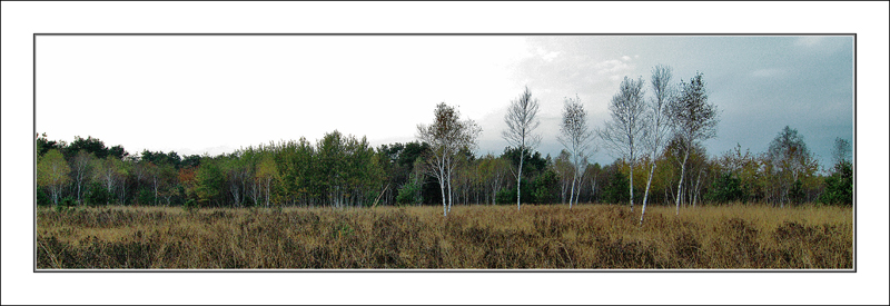 savane metropolitane