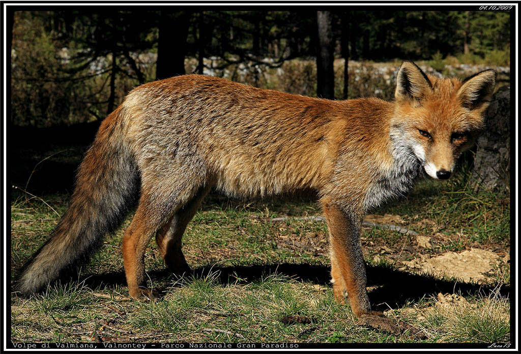 Volpe PNGP -->  1 - 22