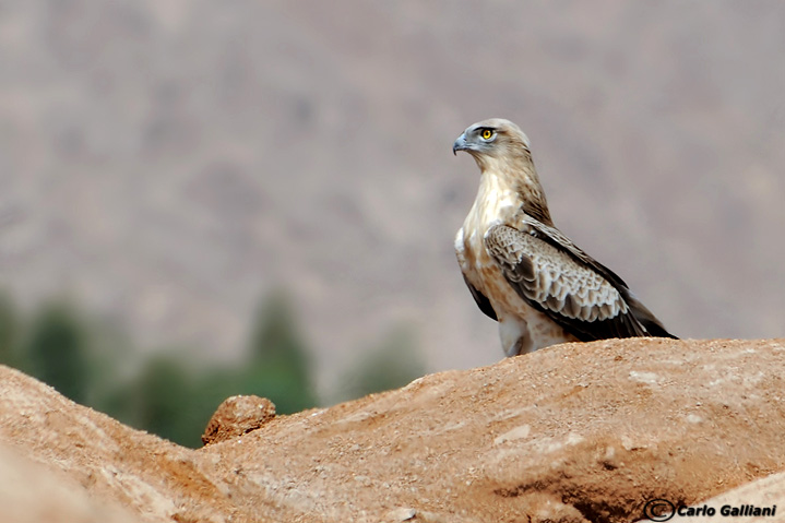 Biancone nel deserto