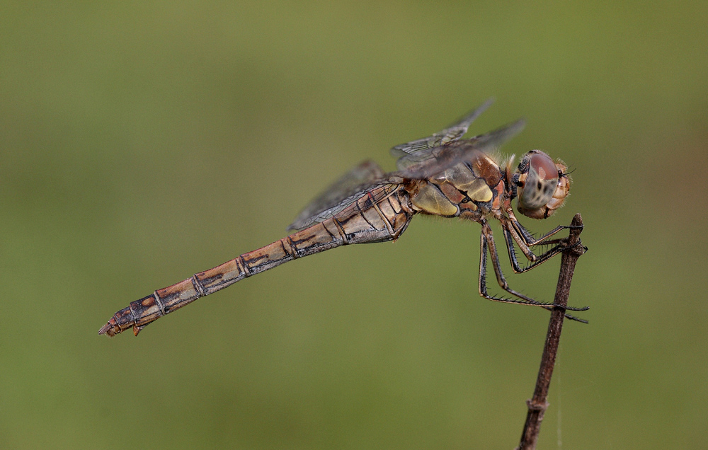 Sympetrum femmina