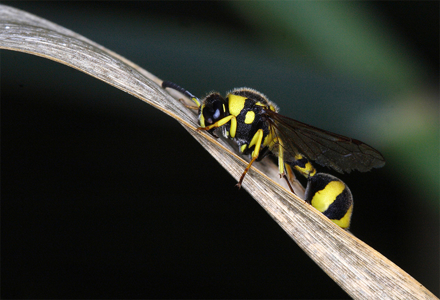 ...Quando Si Dice Un....Vitino Da Vespa...!!!