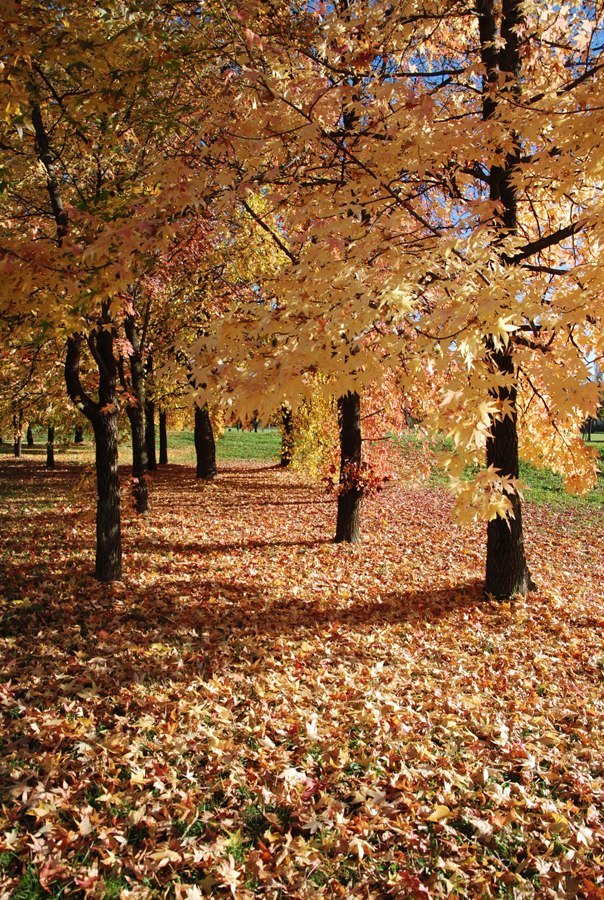 Viale d'autunno