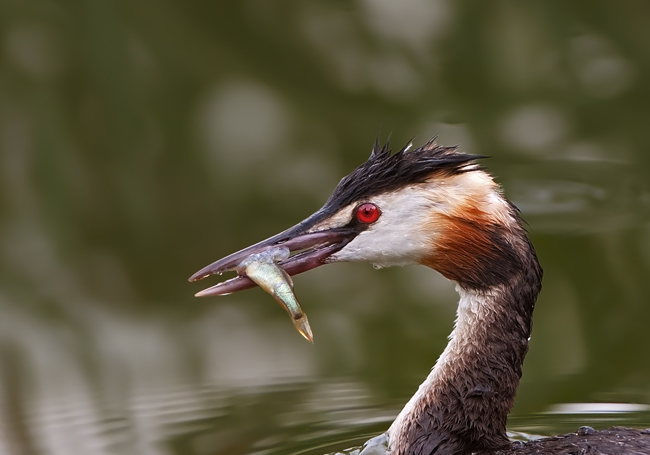 Podiceps cristatus (Svasso Maggiore) - il pranzo