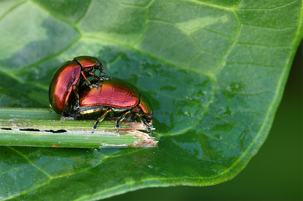 ...Una Piccola Spinta...!!!