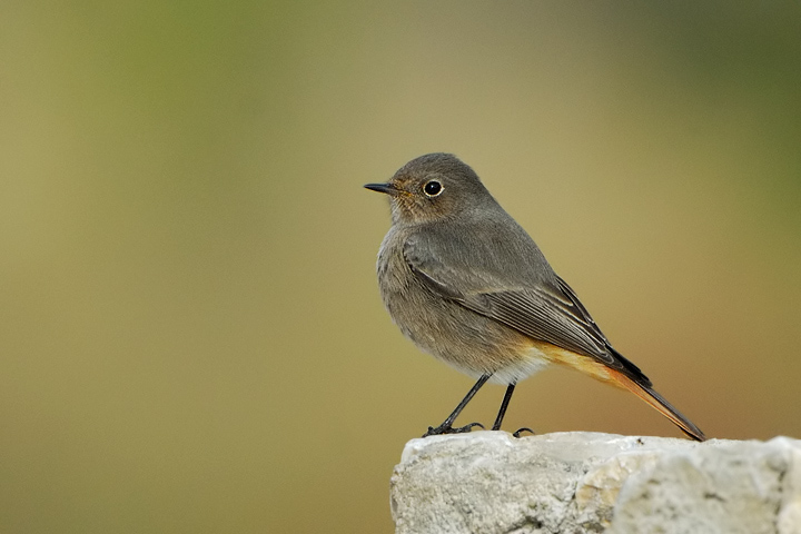 Codirosso Spazzacamino femmina