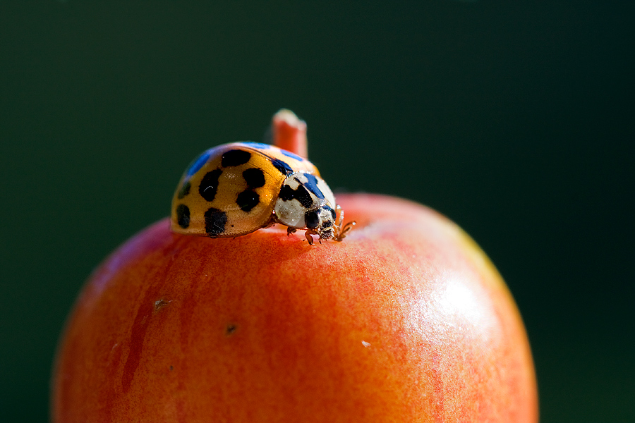 "Piccola" coccinella