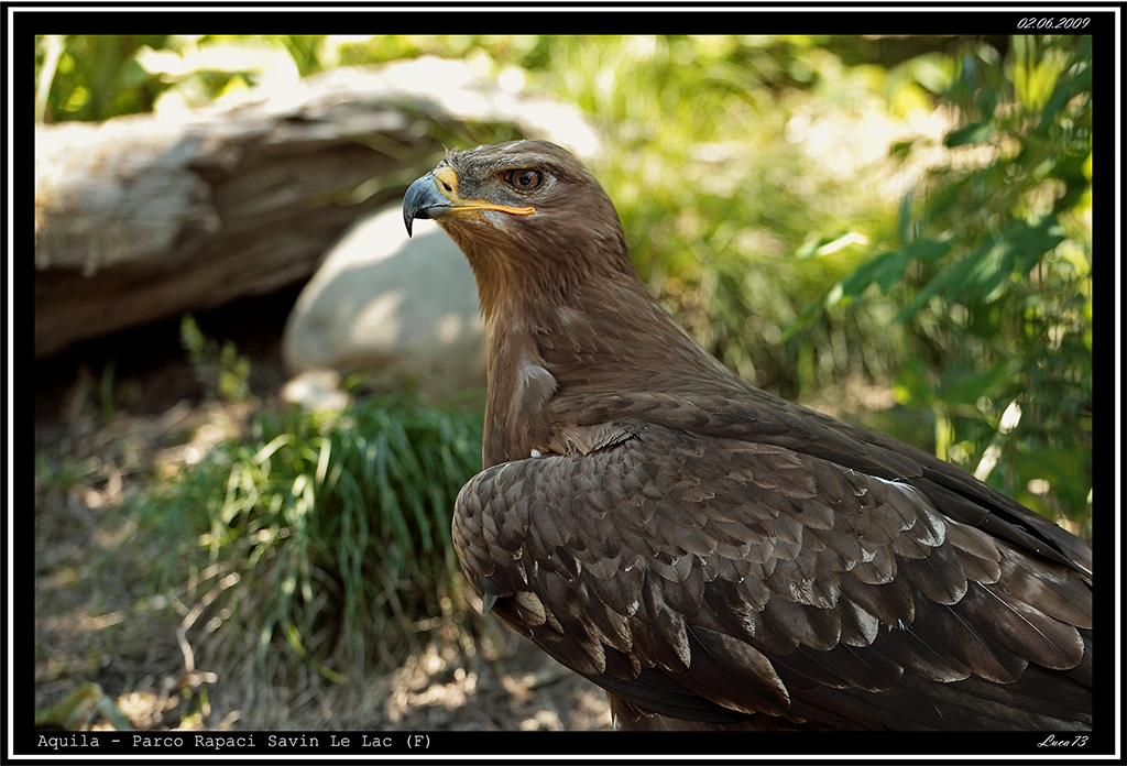 Aquila - Parco Rapaci Savin Le Lac