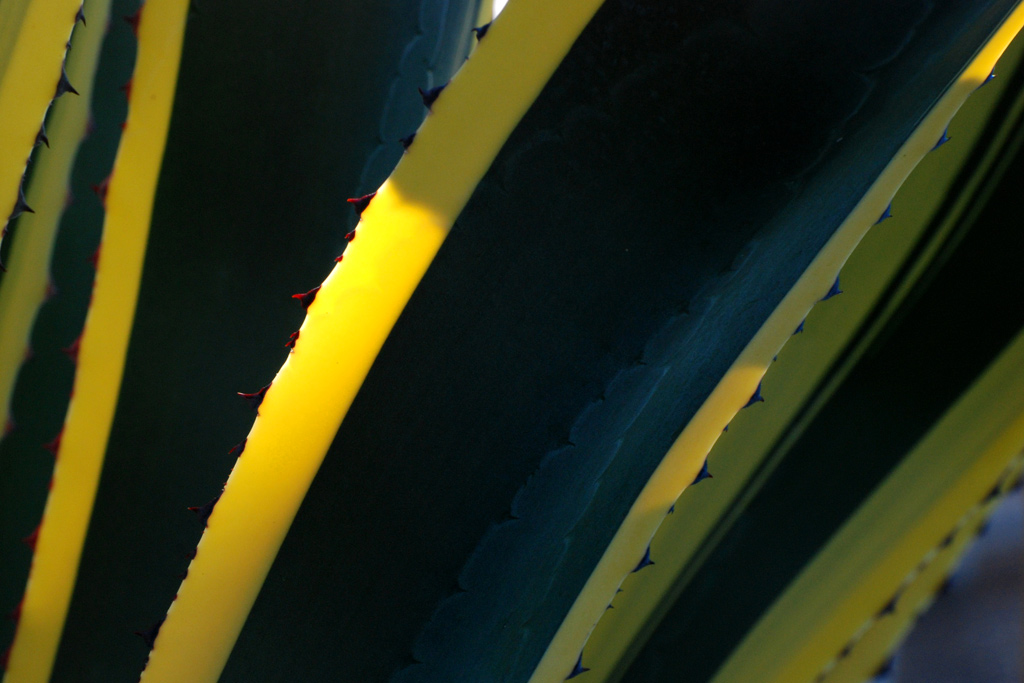 agave