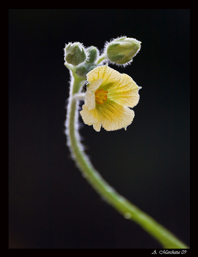 Fiore di cocomero asinino