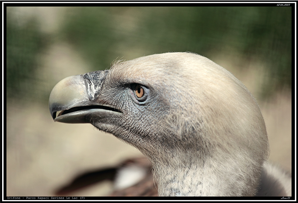 Grifone # 1