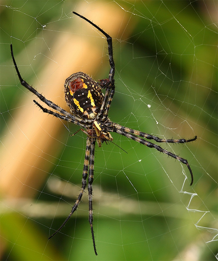 ...Il Ragno E La Sua Preda...!!!