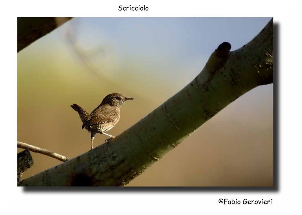 Scricciolo