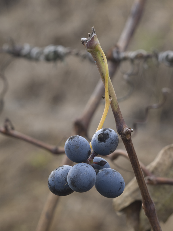 grappolo di san martino