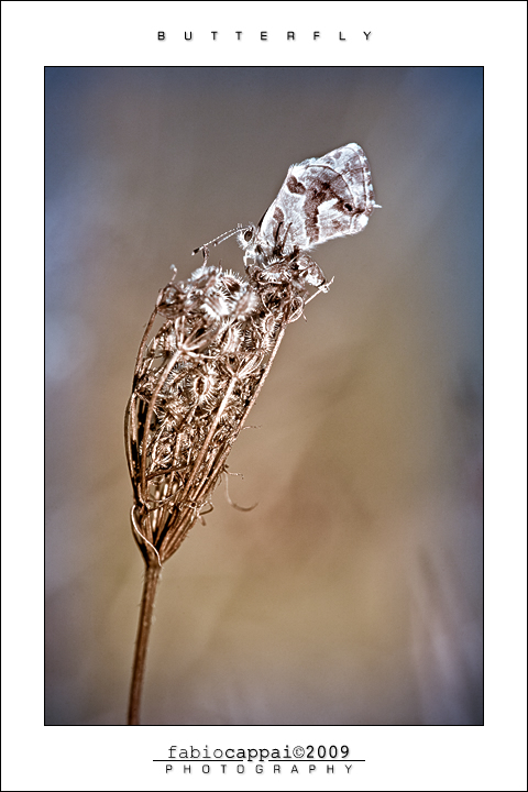 :: BUTTERFLY... [01-02]