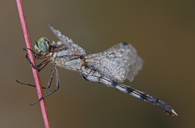 Orthetrum albistylum