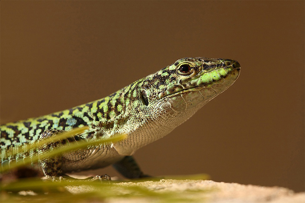 ...Il Ritorno Del Drago...!!!