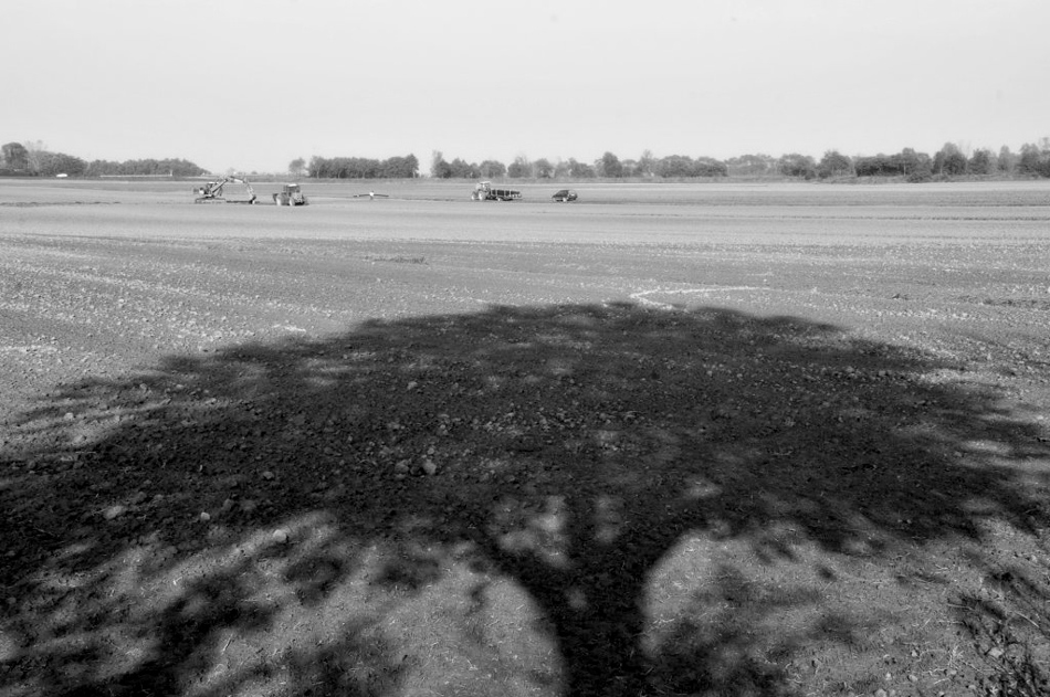 l'ombra nel campo