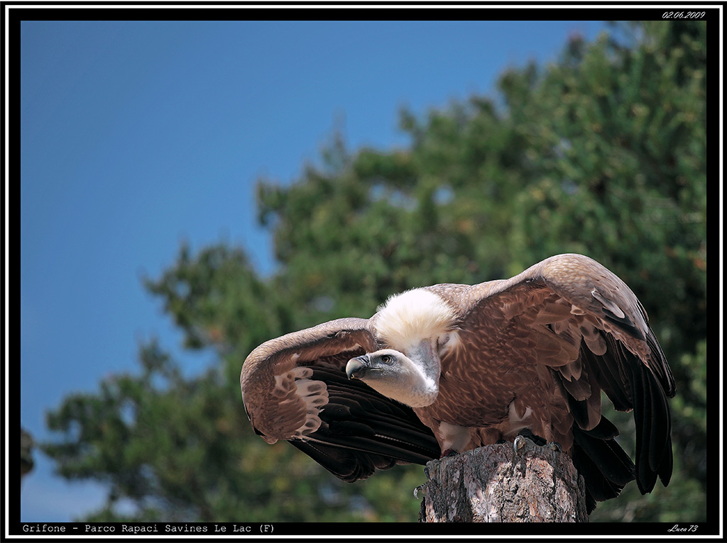 Grifone # 2 - Decollo